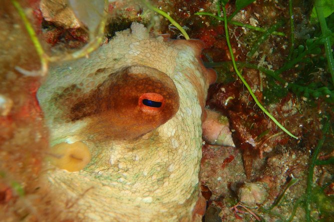 Scuba Diving in Naxos by Bluefindivers - Dive in Greece - Amazing Diving Spots - Cancellation Policy