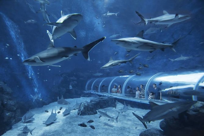 SEA Aquarium Admission Ticket - Park Highlights
