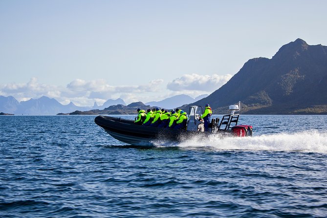 Sea Eagle Safari From Svolvær to Trollfjorden - Safari Experience Highlights