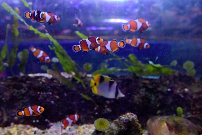 SEA LIFE Birmingham Admission Ticket - Ticket Pricing and Guarantee