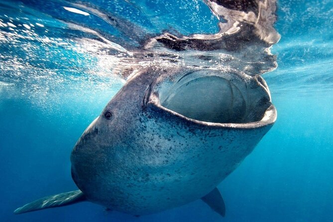 Sea of Cortez Combo: Whale Sharks, Sea Lions & Balandra Beach - Baja Californias Stunning Landscapes