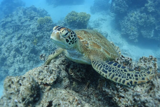 Sea Scooter Jet Snorkeling "Moorea Dream Adventure" - Pricing and Booking