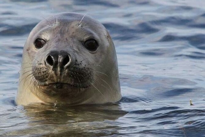 Seal Watch Boat Tours - Pictou NS - Cancellation Policy