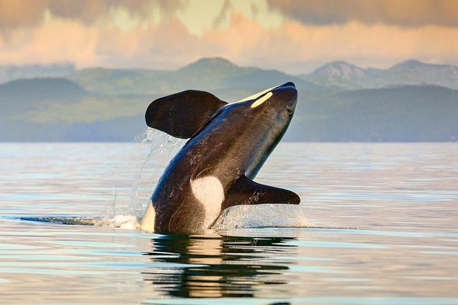Seaplane Flight to Victoria and Whale-Watching Cruise - Pricing and Booking