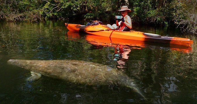 Self-Guided Kayaking Manatee and Dolphin Tour - Tour Overview