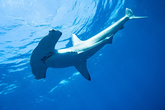 Shark Safari & Snorkel Adventure in Cabo San Lucas - Tour Information and Requirements