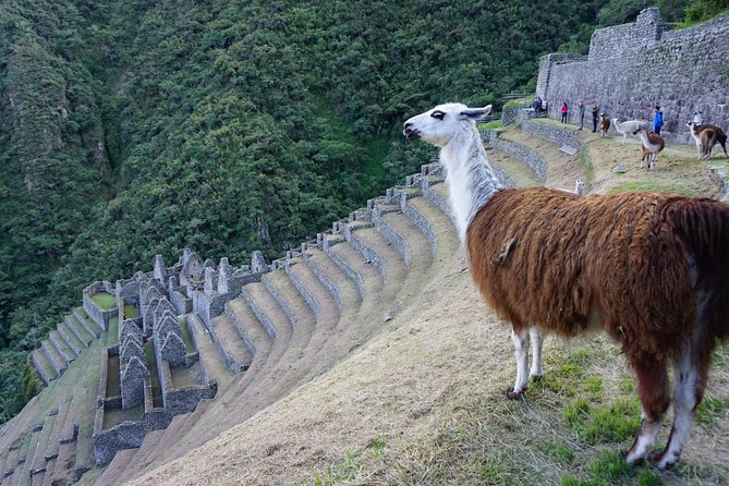 Short Inca Trail to Machu Picchu - 2 Days - Glamping Service - Inclusions in the Tour