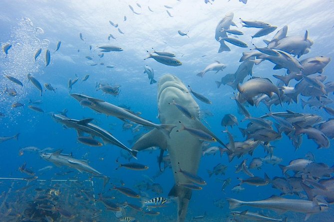 Short & Shark Package -3 Days 2 Night - Date and Travelers
