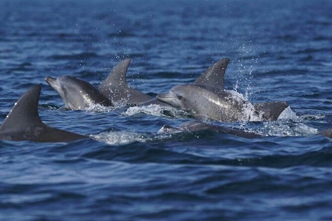 Side: Dolphin Island Boat Tour With Foam Party and Lunch - Tour Itinerary