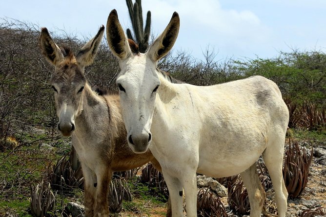 Sightseeing and Snorkeling Tour in Bonaire  - Kralendijk - Inclusions and Meeting Details