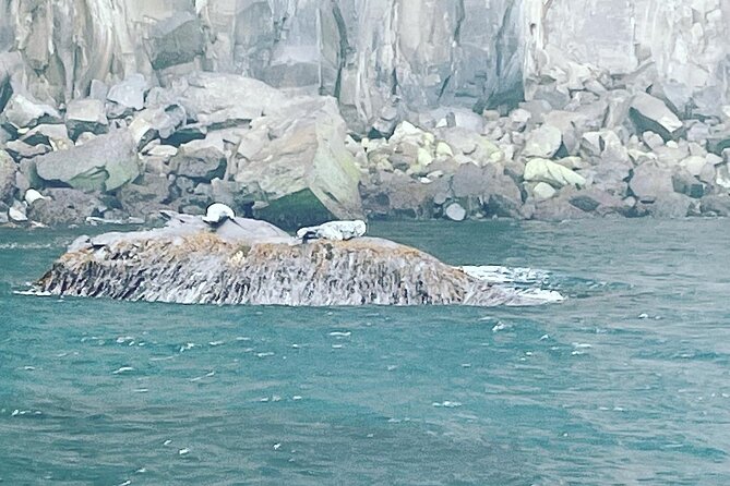Sightseeing Around Nólsoy to See Puffins - Traveler Experiences and Photos