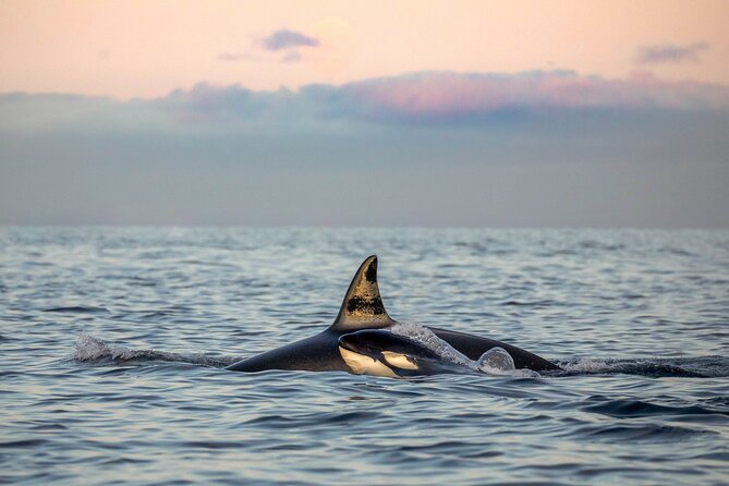 Silent Whale Watching - Silent Whale-Watching Cruise With Hybrid-Electric Engine