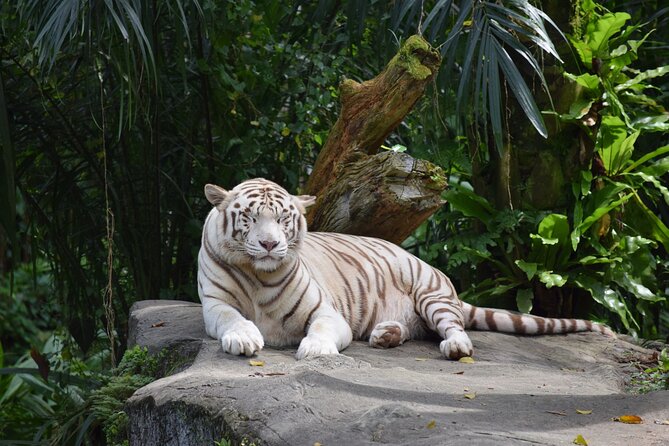 Singapore Zoo & Night Safari Day ( Tickets & Transfer ) - Overview of the Singapore Zoo & Night Safari Day