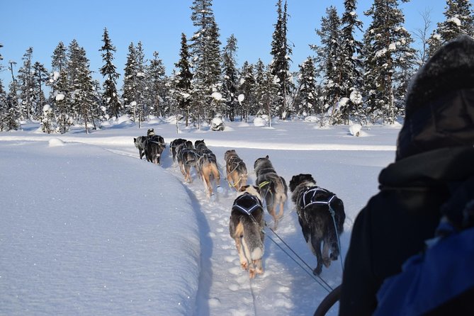 Sit Back and Relax Morning Husky Tour - Pricing and Booking Details