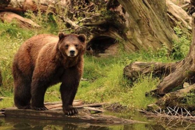 Sitka Shore Excursion: Bears, Raptor Center, & Totem Park Tour (Small Group) - Included Landmarks