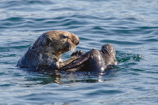 Sitka Shore Excursion: Whale-Watching and Marine Life Tour - Tour Details