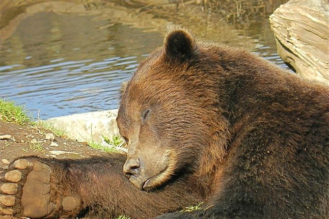 Sitka Sightseeing Tour Including Fortress of the Bear and Totem Poles - Tour Details and Group Size