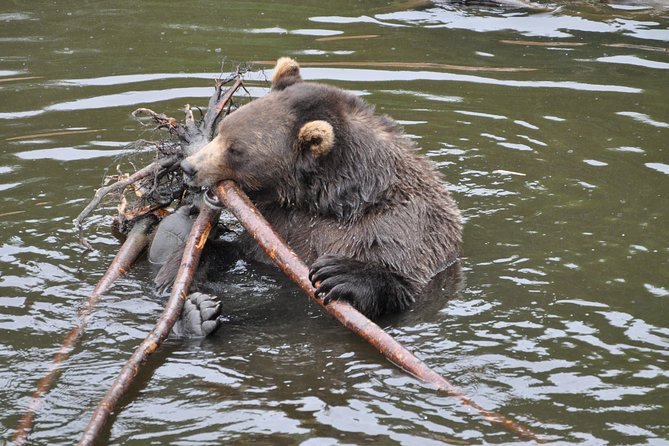Sitka Tour: Raptor Center, Fortress of the Bears, Totems - Tour Overview
