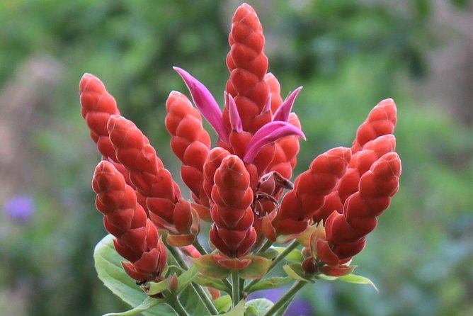 Skip the Line: Ahhh Ras Natango Gallery and Garden Admission Tickets - Transport Options
