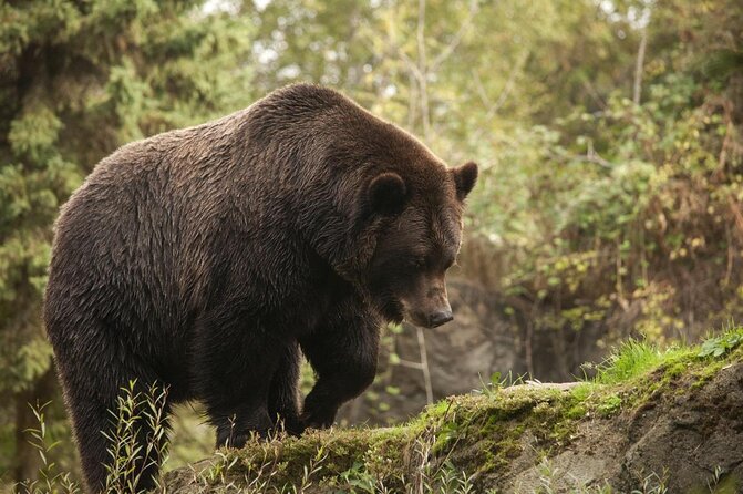 Skip the Line: Daily Admission at Woodland Park Zoo Ticket - Overview of Woodland Park Zoo