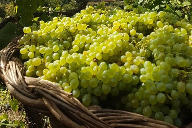 Skywalk & Professional Wine Tasting and Vineyards in 4x4 Tour - Vineyard Experience