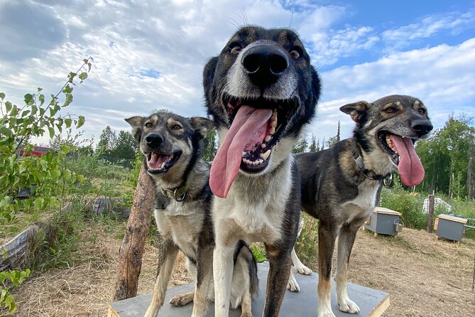 Sled Dog Kennel Tour - Meeting and Pickup