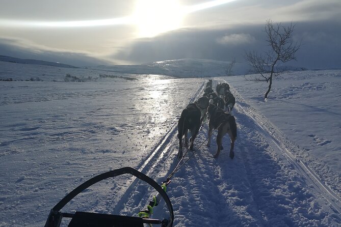 Sled Trip With Husky in the Alta Valley - Tour Pricing and Booking