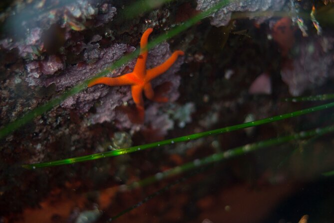 Small-Group 3-Hour Snorkeling Tour of Sitka Sound - Tour Details