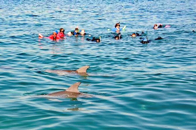 Small Group 4-Hour Observation and Swimming With Wild Dolphin - Booking and Accessibility Information