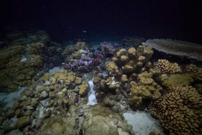 Small-Group 90-Minute Night Snorkeling Safari, Moorea - Pricing and Booking