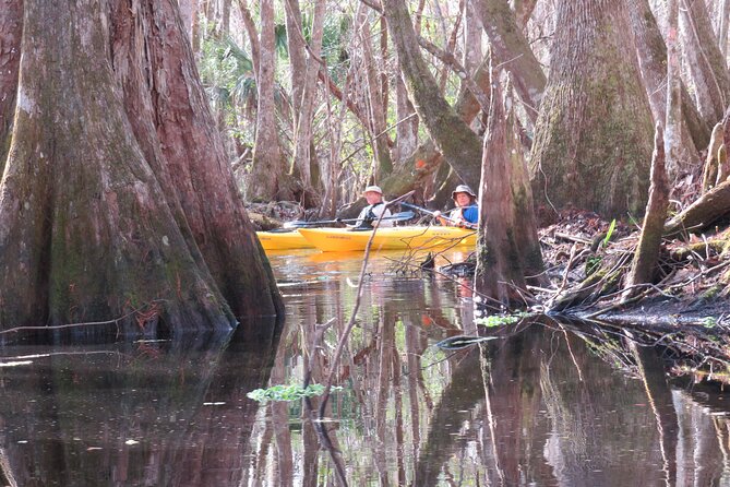 Small Group Blackwater Creek Scenic River Kayak Tour With Lunch - Tour Details and Requirements