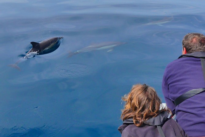 Small Group Dolphin and Wildlife Watching Tour in Faro - Reviews and Recommendations