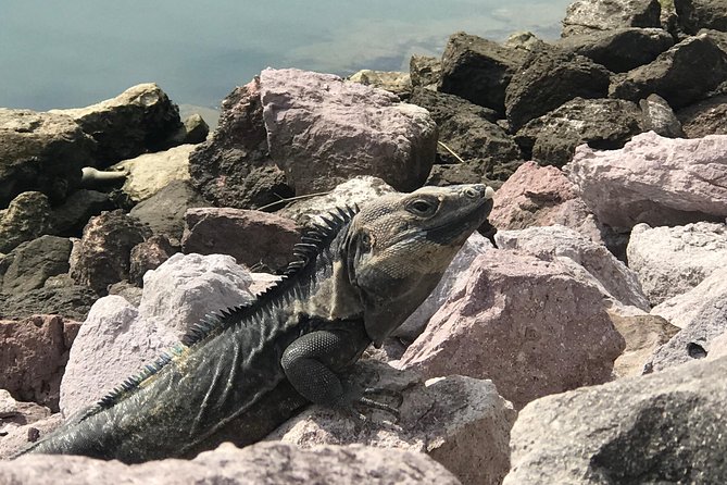 Small-Group Half-Day Deer Island Trip in Mazatlan - Cancellation Policy