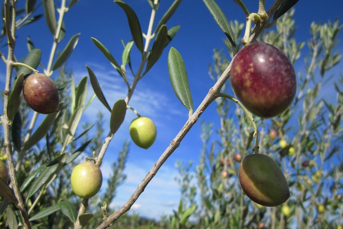 Small-Group Half-Day Languedoc Wine and Olive Tour From Montpellier - Tour Details