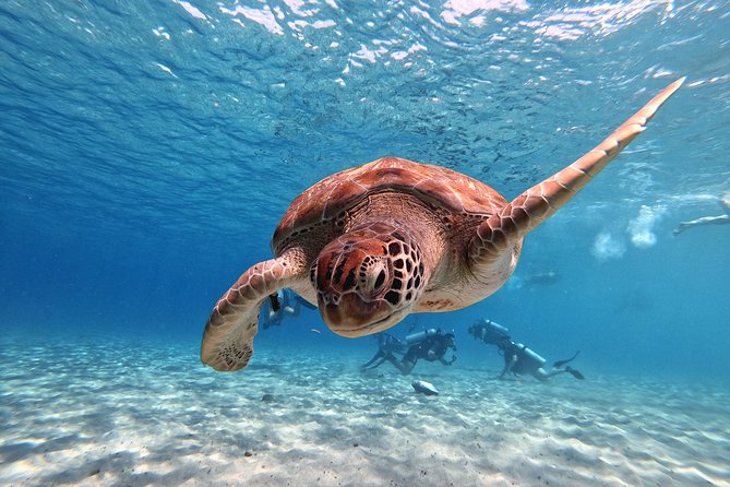 Small-Group Half-Day Swimming With Turtles Tour, Curacao  - Willemstad - Directions