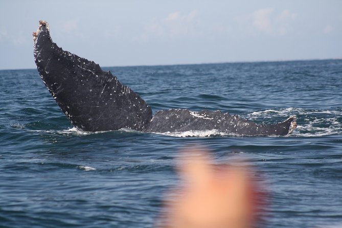 Small-Group Half-Day Whale-Watching Tour in Puerto Vallarta - Customer Reviews