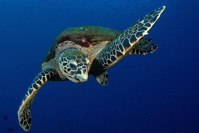 Small-Group Morning Snorkeling Tour to See Turtles  - Tahiti - Meeting and Pickup