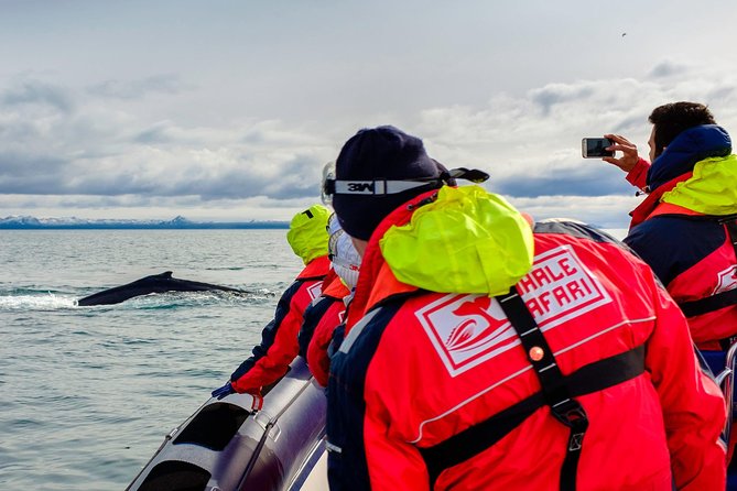 Small-Group Reykjavik RIB Whale Watching Cruise - Overview of the Small-Group Whale Watching Cruise