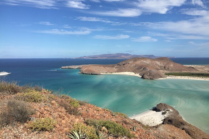 Small Group Snorkeling and Swim With Whale Sharks & Sea Lions in La Paz - Snorkeling and Swim Experience