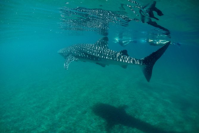 Small Group Whale Shark Snorkeling in La Paz BCS MX - Overview of Whale Shark Snorkeling Experience
