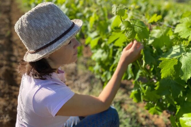 Small Group Wine Tour in the Vineyards of the Gulf of St-Tropez - Tour Details