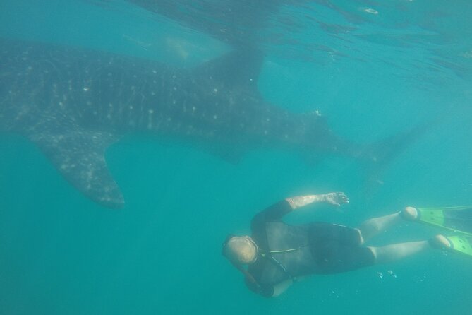 Snorkel Tour With Whale Shark in La Paz - Activity Details