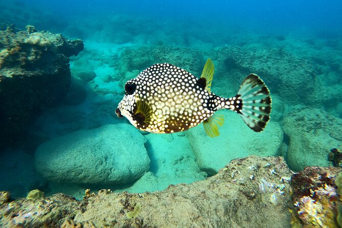 Snorkeling Adventure in Aguadilla - Inclusions and Transportation