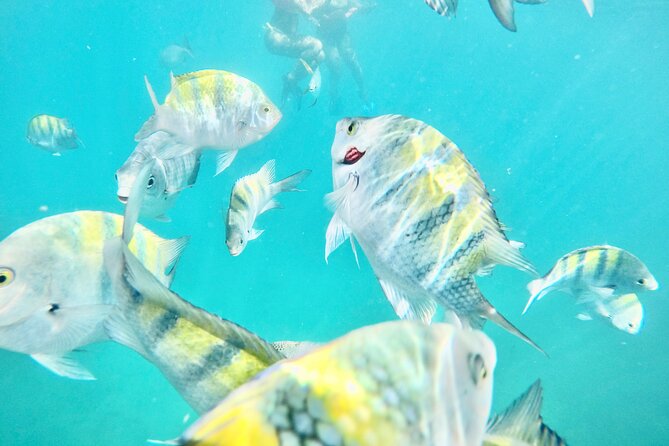 Snorkeling Experience Tour in CABO (Open Bar & Lunch Included) CABO BLUE BOAT - Cancellation Policy