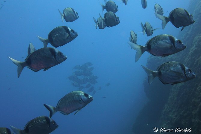 Snorkeling in the Marine Protected Area of Capo Carbonara - Snorkeling Gear and Equipment
