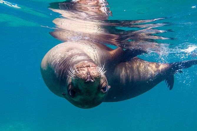 Snorkeling Open Ocean Wildlife Safari in Los Cabos With Photos Included - Stunning Underwater Photography