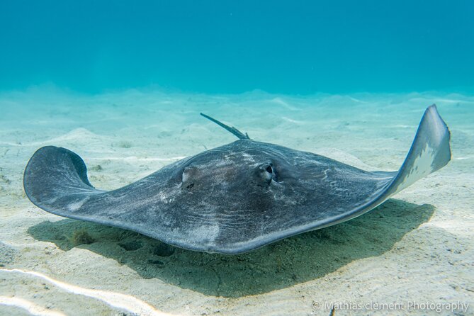 Snorkeling Picnic in 5 Hours With Lunch in Tahiti - Pricing and Booking Details