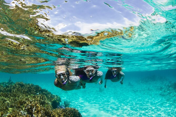 Snorkeling Tour With Fish & Turtles @ SJ - Official Operator - Pricing and Booking