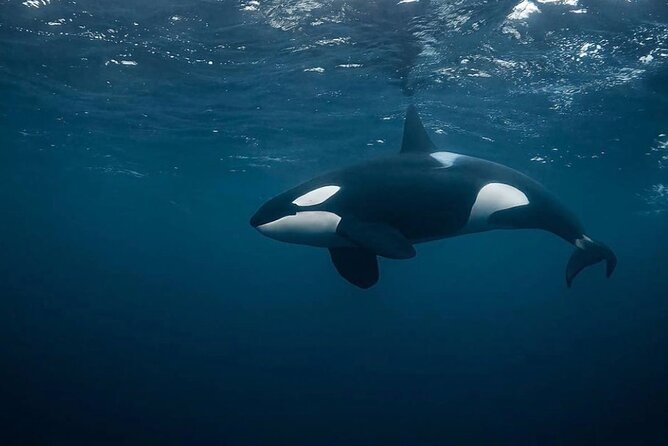 Snorkeling With Orcas in Norway, 4 Days All-Inclusive Expedition - Cancellation Policy Details