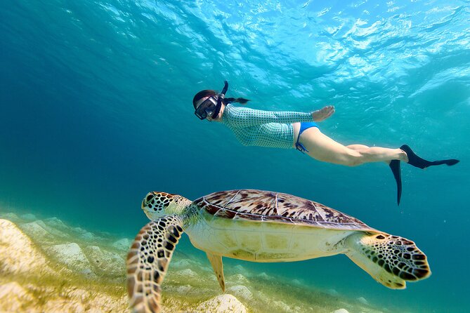 Snorkeling With Turtles in Fujairah With BBQ Lunch - Cancellation Policy
